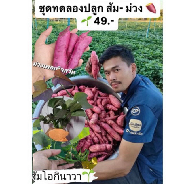 มันหวานญี่ปุ่น ส้มม่วง ชุดทดลอง 50 ยอด