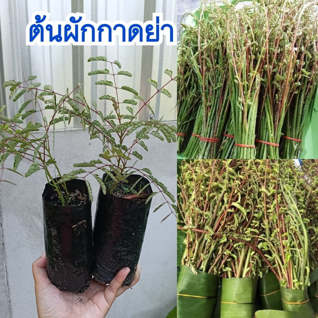 ต้นผักกาดย่า (ชุด 3 ต้น) บางพื้นที่เรียกผักปู่ย่า ผักพื้นบ้านหายาก นิยมทานยอดอ่อนและดอก