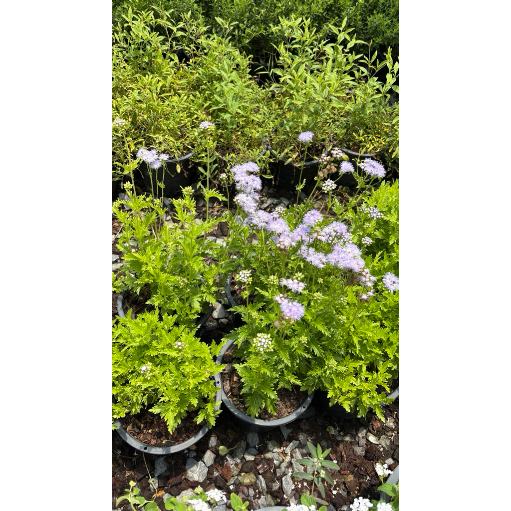 ขวัญใจผีเสื้อต้นเก๊กฟลาวเวอร์ (Gregg's Mistflower) หรือชื่อวิทยาศาสตร์ Conoclinium greggii เป็นไม้ดอกสีม่วงอมน้ำเงิยหอม