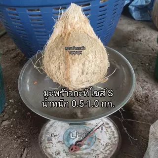 มะพร้าวกะทิ (แบบพร้อมทาน) เนื้อฟู เหนียวนุ่ม สดใหม่ ส่งตรงจากสวนบ้านแพ้ว
