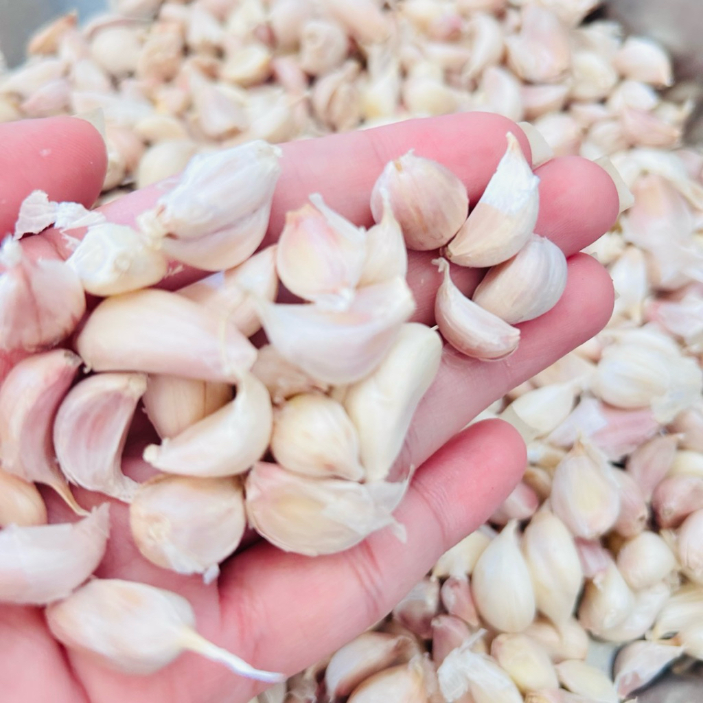 กระเทียมใหม่ กระเทียมไทยแกะกลีบ (แกะมือ) คัดก่อนส่ง กลีบอวบสวย สดสะอาด  thai garlic ใช้ทำกับข้าว ทำหอมเจียวหอมๆ อร่อย
