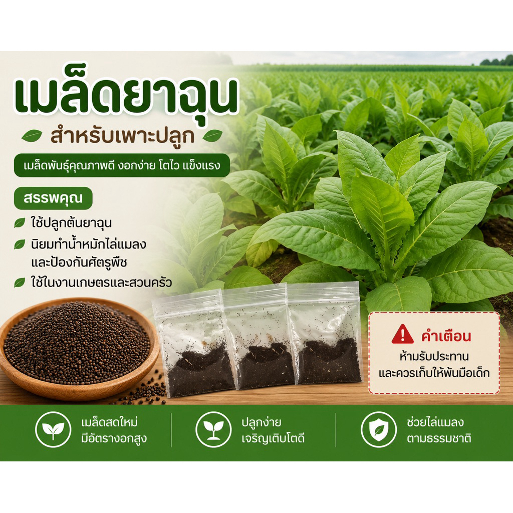 เมล็ดพันธุ์ต้นยาสูบ(หรือยาฉุน) ตัก1ช้อนชา