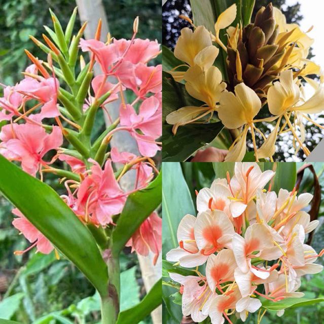 ว่านมหาหงส์ ต้นสะเลเต มี 3สีให้เลือก กลิ่นหอม ส่งเป็นหัวขุดสด ตรงปกทุกสีรับประกัน