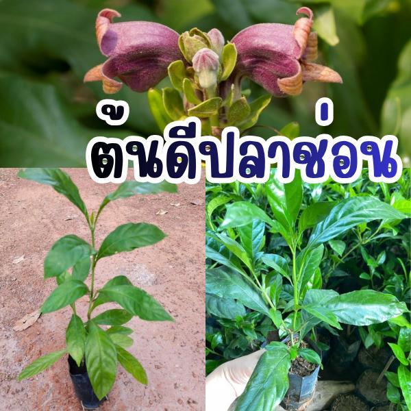 ต้นดีปลาช่อน กิ่งชำ ขนาดสูงประมาณ 30-40 cm.