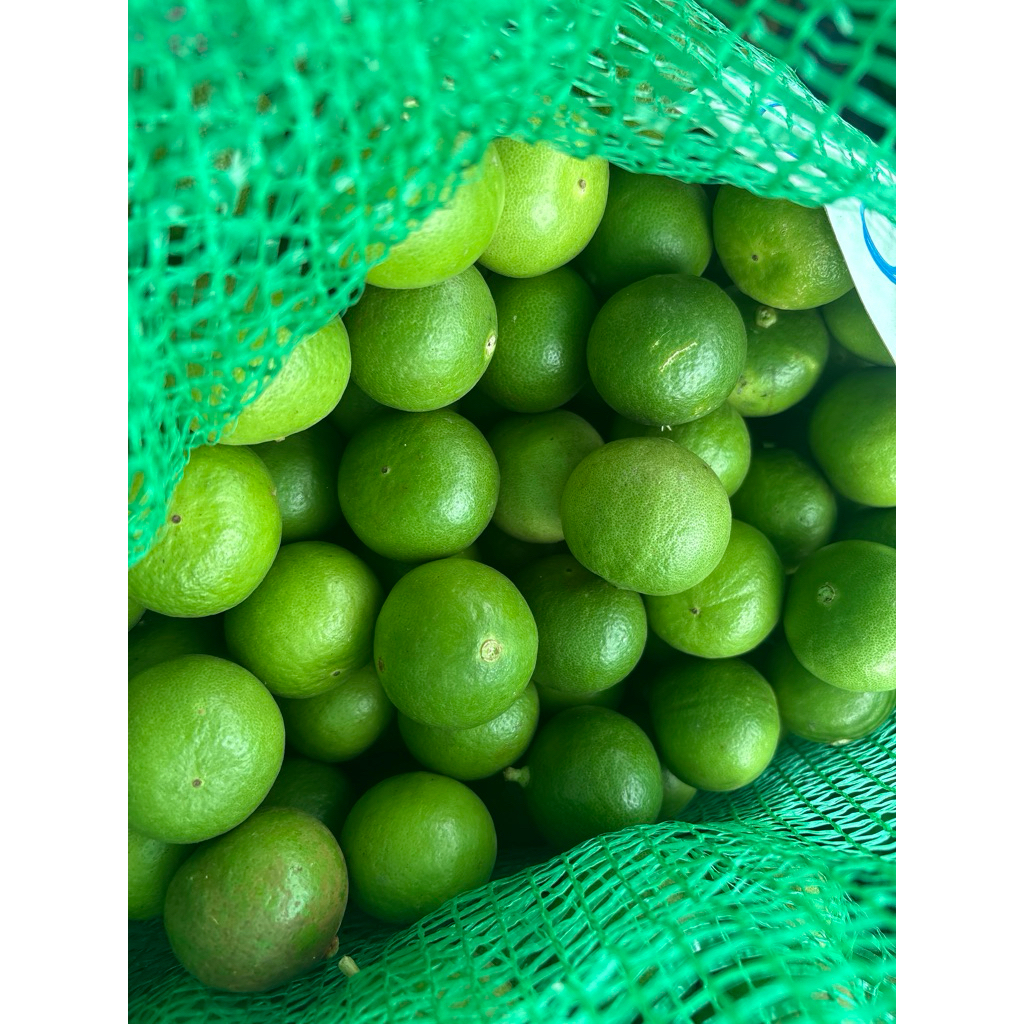 เบอร์4 มะนาวแป้นรำไพแท้ มะนาวพิจิตร มะนาวแป้นรำไพ เบอร์ใหญ่ มะนาวเบอร์ใหญ่