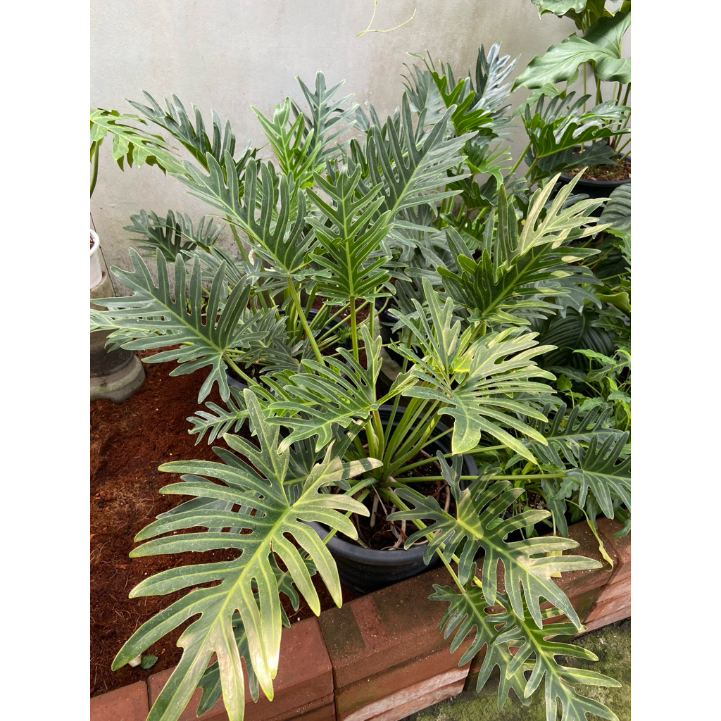 ฟิโลเดนดรอน ซานาดู (Philodendron Xanadu) เป็นไม้พุ่มเตี้ยยอดนิยม ใบสีเขียวเข้มมันเงา สวยงาม เป็นไม้ฟอกอากาศที่เลี้ยงง่าย