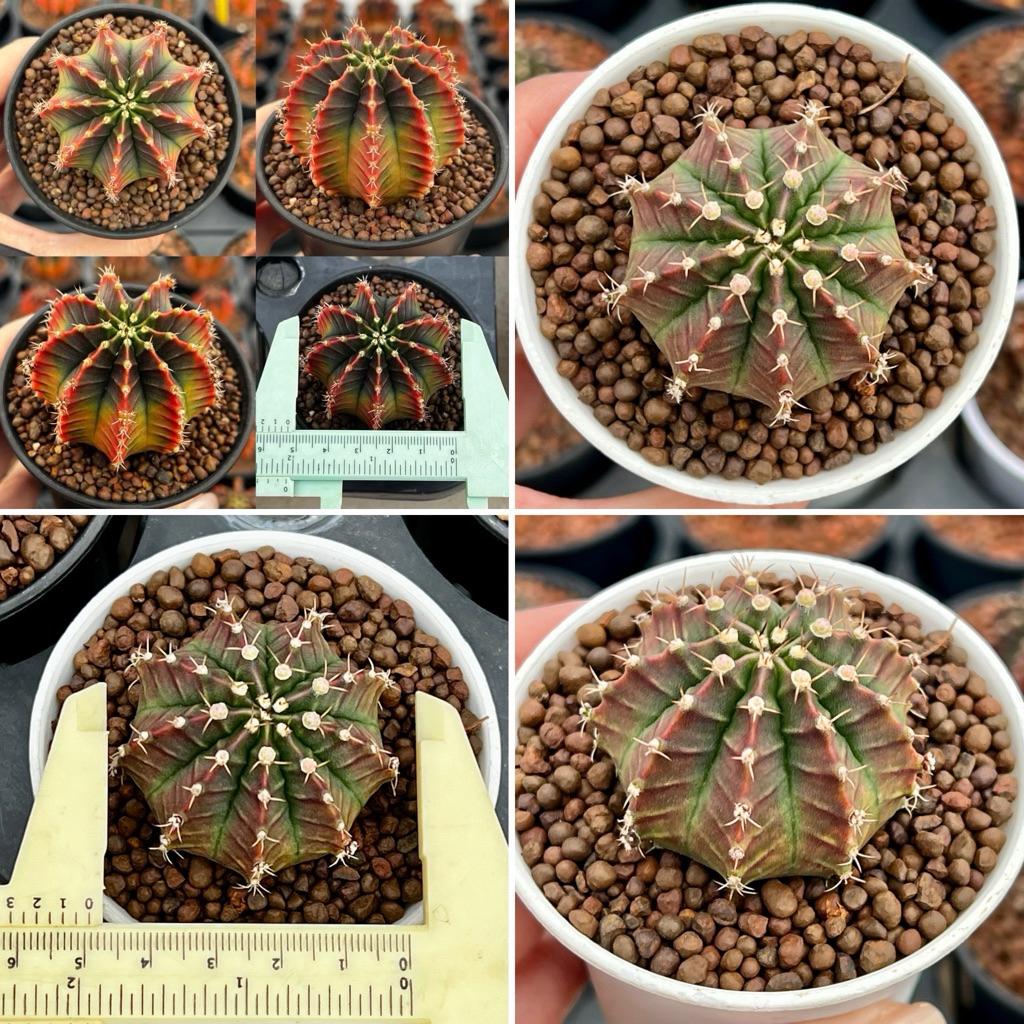 Gymno Silananee: ยิมโน ศิลามณี แคคตัส กระบองเพชร