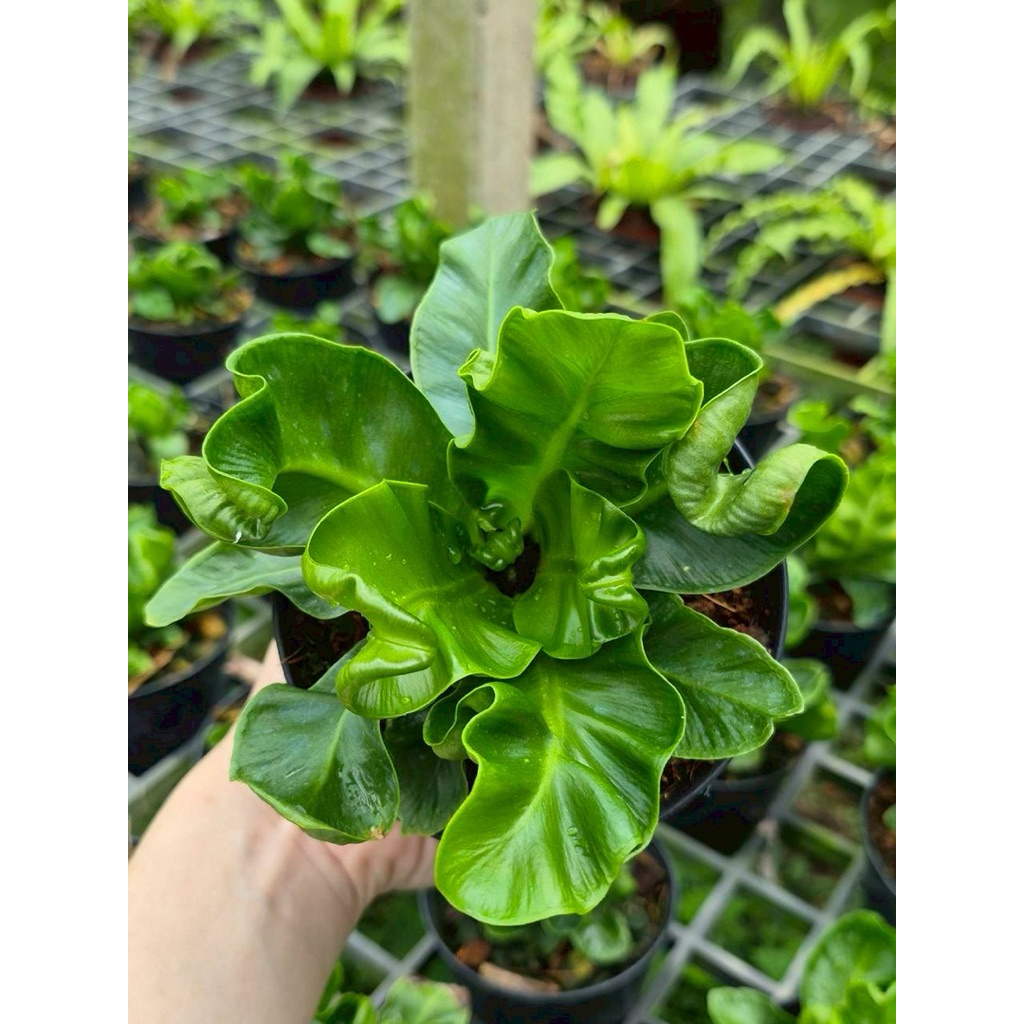 เฟิร์นคอบบร้า [Cobra Bird's nest fern] กระถางดำ 4 นิ้ว