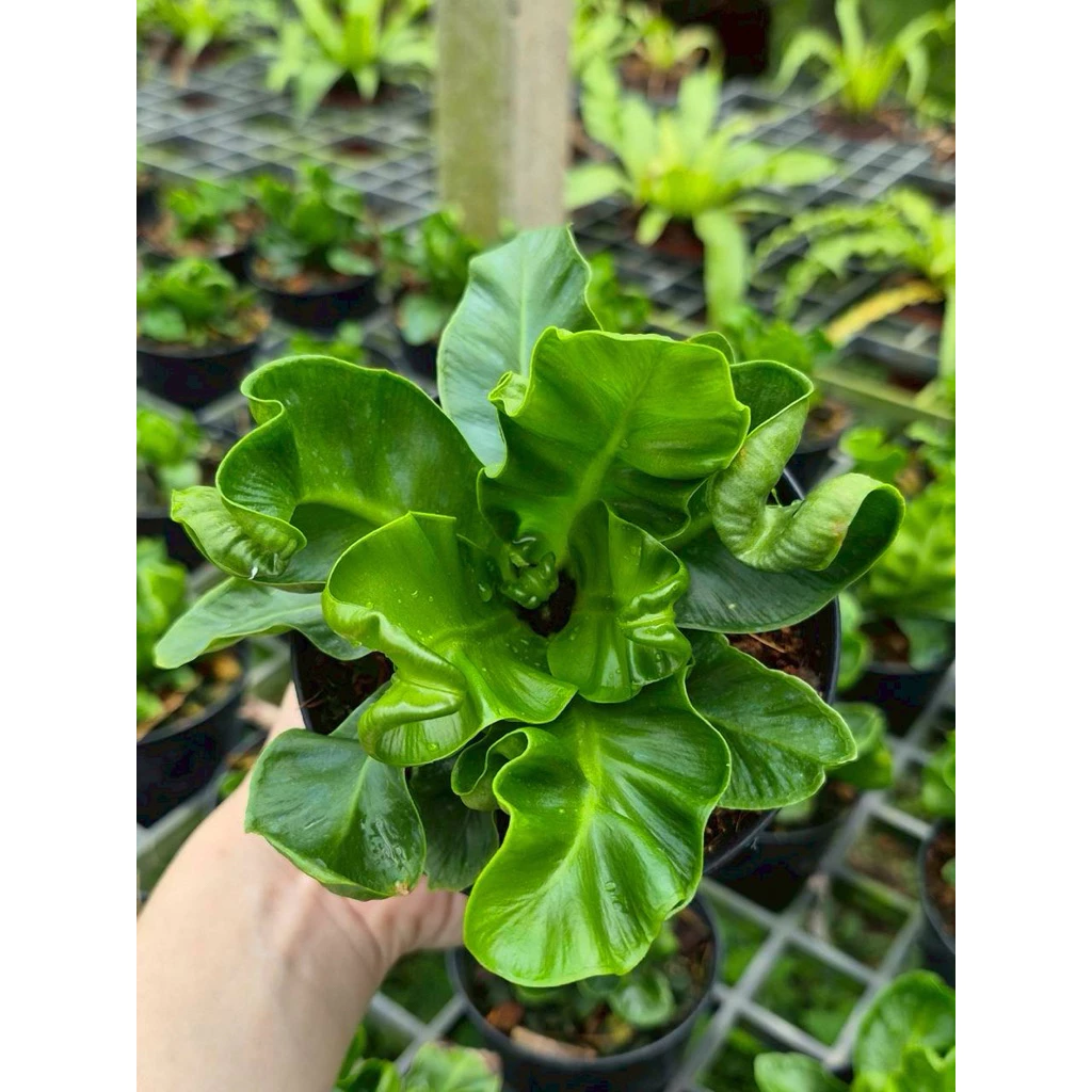 เฟิร์นคอบบร้า [Cobra Bird's nest fern] กระถางดำ 4 นิ้ว