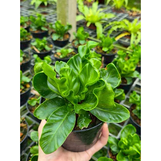 เฟิร์นคอบบร้า [Cobra Bird's nest fern] กระถางดำ 4 นิ้ว