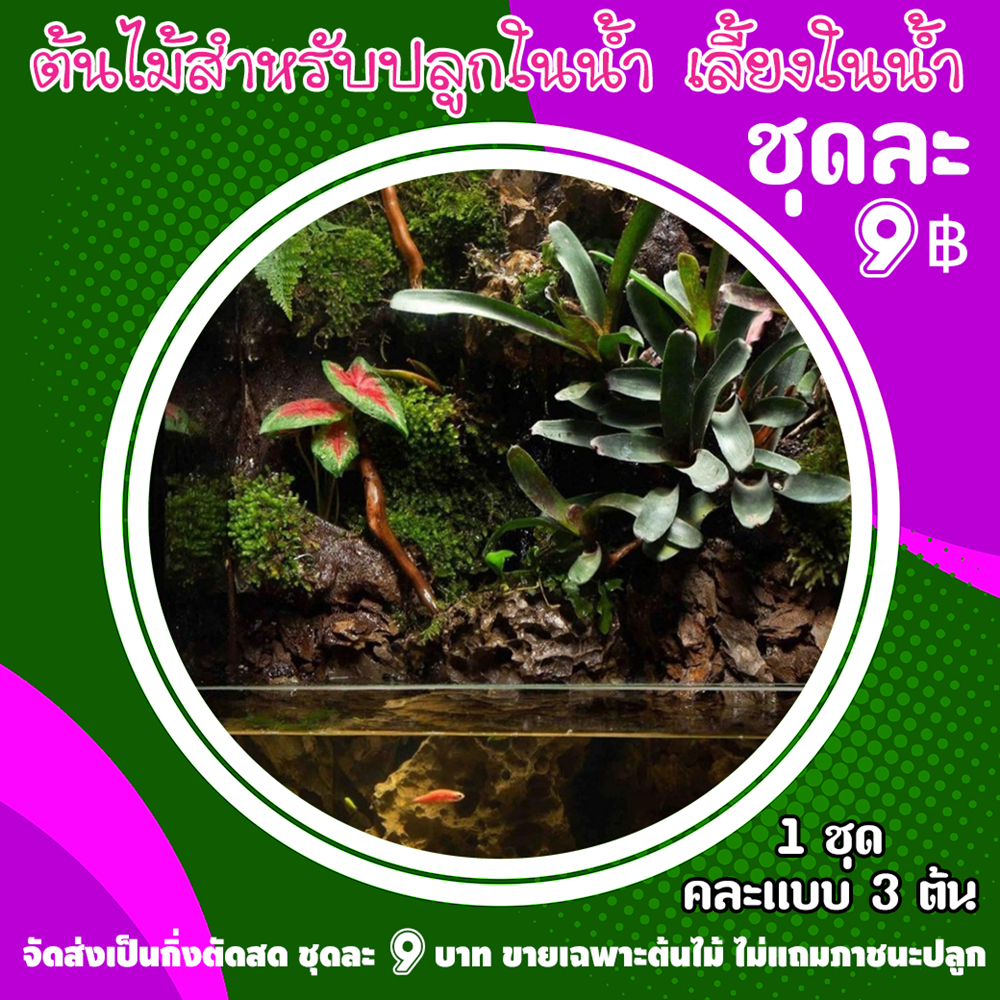 ต้นไม้มงคล ไม้ฟอกอากาศ ต้นไม้ปลูกในน้ำ เลี้ยงในน้ำได้ คละสี คละแบบ โทนสีแดงชมพูม่วง ต้นละ 9฿