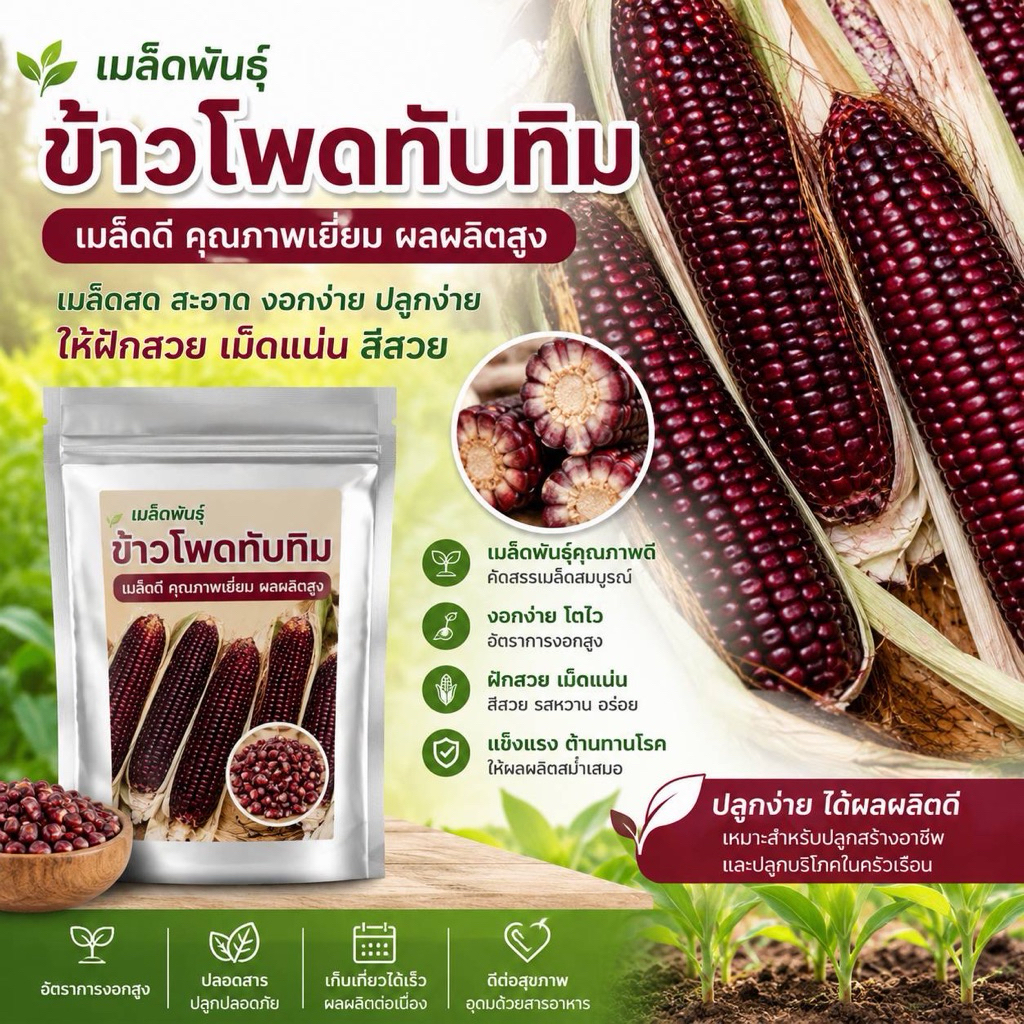 ข้าวโพดหวานสีแดงราชินีทับทิมสยาม ขนาดบรรจุ 50 เมล็ด มีบริการเก็บปลายทาง