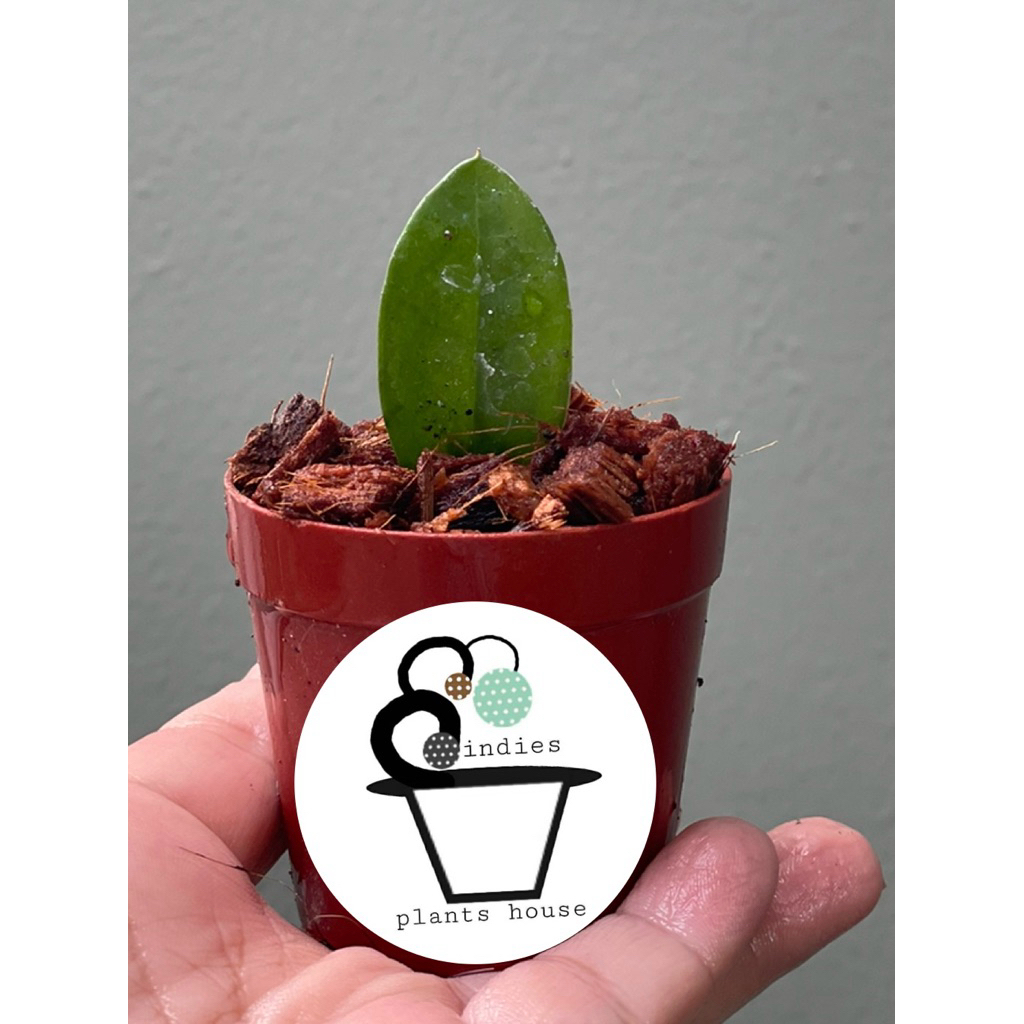 ต้นกวักมรกตด่างใบเดียว Variegated Zamioculcas zamiifolia (ZZ Plant)