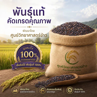 เมล็ดพันธุ์ข้าวไรซ์เบอร์รี่ ปลูกง่าย งอกไว [พันธุ์แท้ ม.เกษตร] ข้าวเปลือกคัดมือ เมล็ดสมบูรณ์ ปลูกได้ทุกพื้นที่