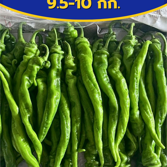 ยกลัง พริกหยวกจีน พริกสกรู สดใหม่ กรอบ หอมอร่อย (10KG)