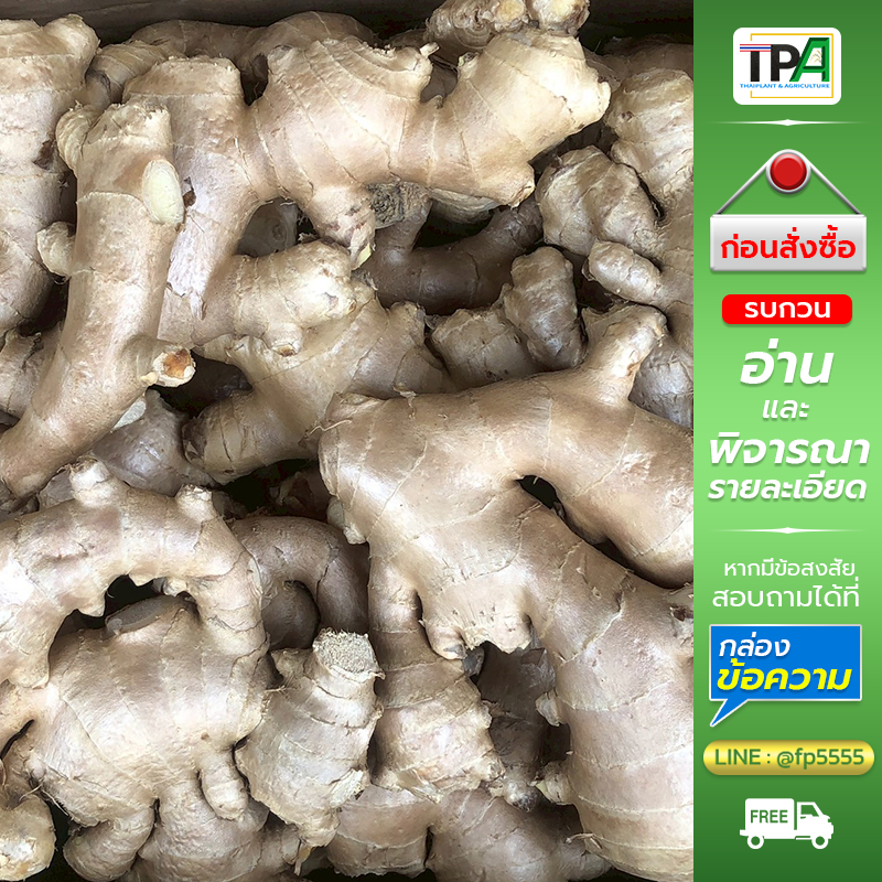ขิงสด (01) 1, 2, 3, 4, 5 KG. Fresh Ginger (ขิงสด ขิงแพแห้ง เบอร์สวย ล้างผึ่งแห้ง สะอาด) สินค้าไทย