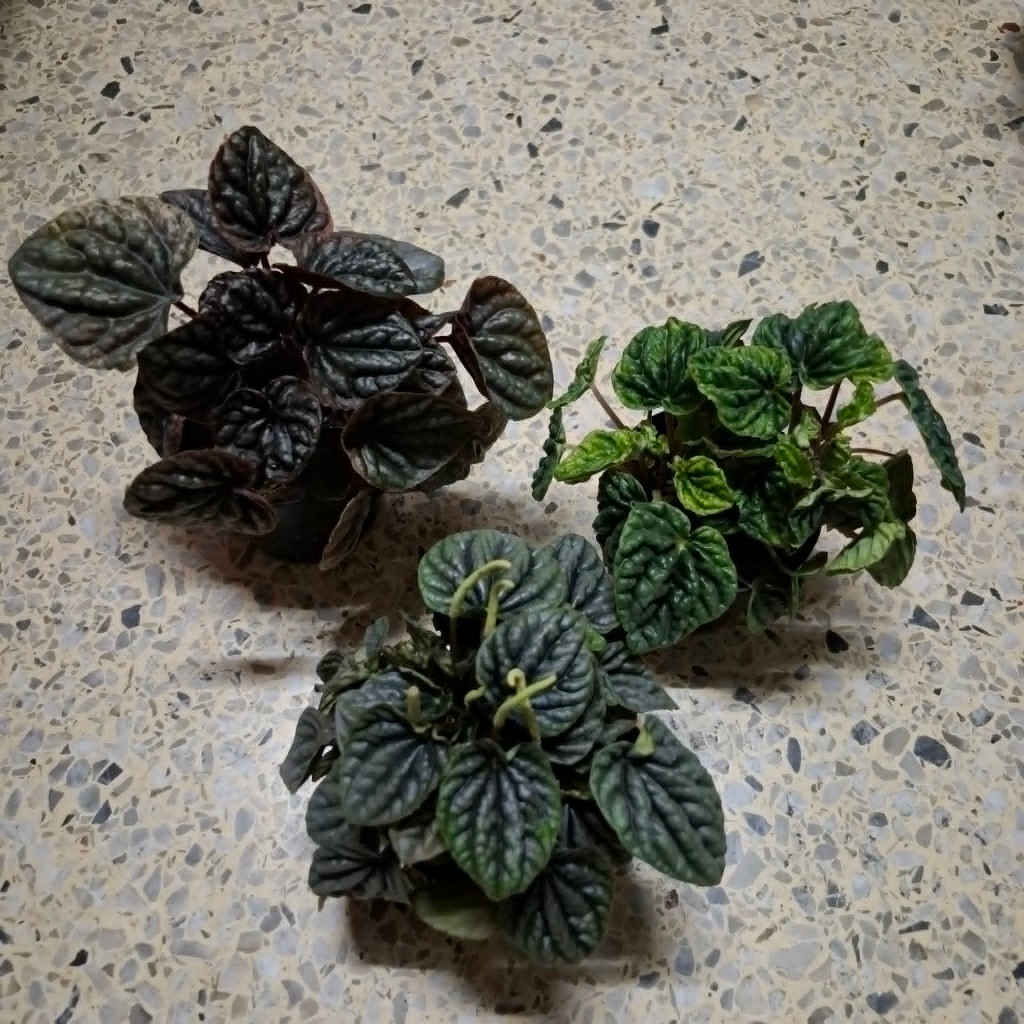 เปเปอร์หน้าย่น Peperomia caperata ต้นไม้