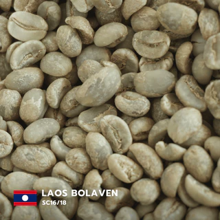 สารกาแฟอราบิก้าลาว โบลาเวน Laos Bolaven - SC16/18 บรรจุ 500g - 1Kg. RK.Coffeebean. [พร้อมส่ง]