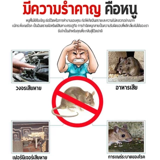 นำเข้าจากอเมริกา ยากำจัดหนู 3ซอง กำจัดหนูในบ้าน ร้านค้า โกดัง ใช้งานง่าย ออกฤทธิ์เร็ว เหมาะสำหรับกำจัดหนูโดยเฉพาะ
