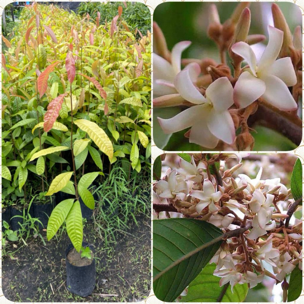 ต้นจันทร์กระพ้อ ( สูง 80-100cm) ไม้ป่าโบราณ ดอกสีขาวนวล กลิ่นหอม ต้นแข็งแรง พร้อมปลูก