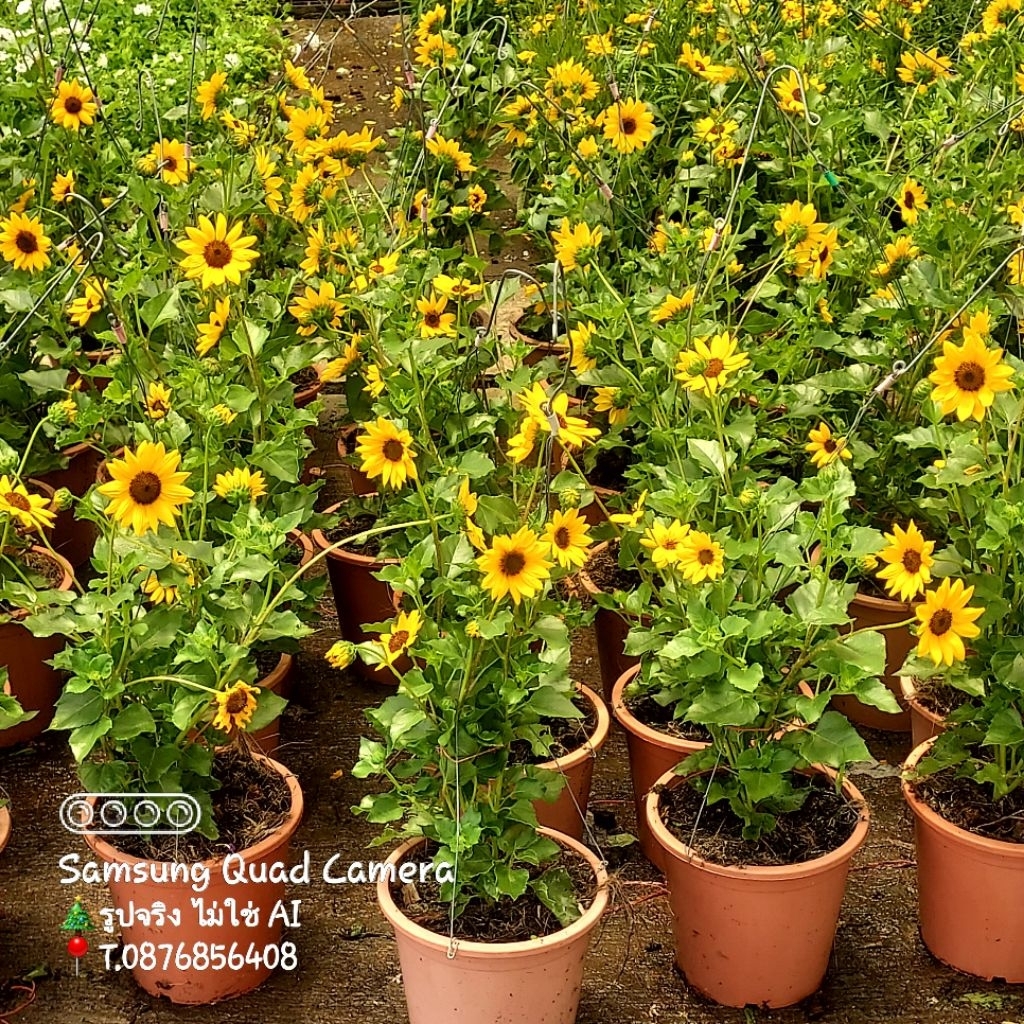 Sunflower,ต้นทานตะวันแคระ(มีดอก)