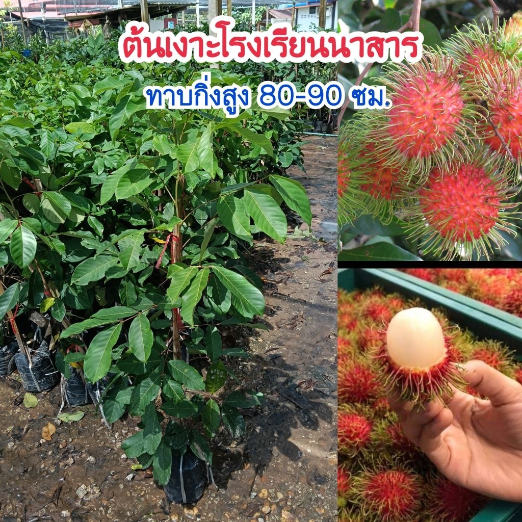ต้นเงาะโรงเรียนนาสาร แบบทาบกิ่งสูง 80-90 ซม. ปลูก 1 ปีติดผล ราคาถูก Shopee Lazada