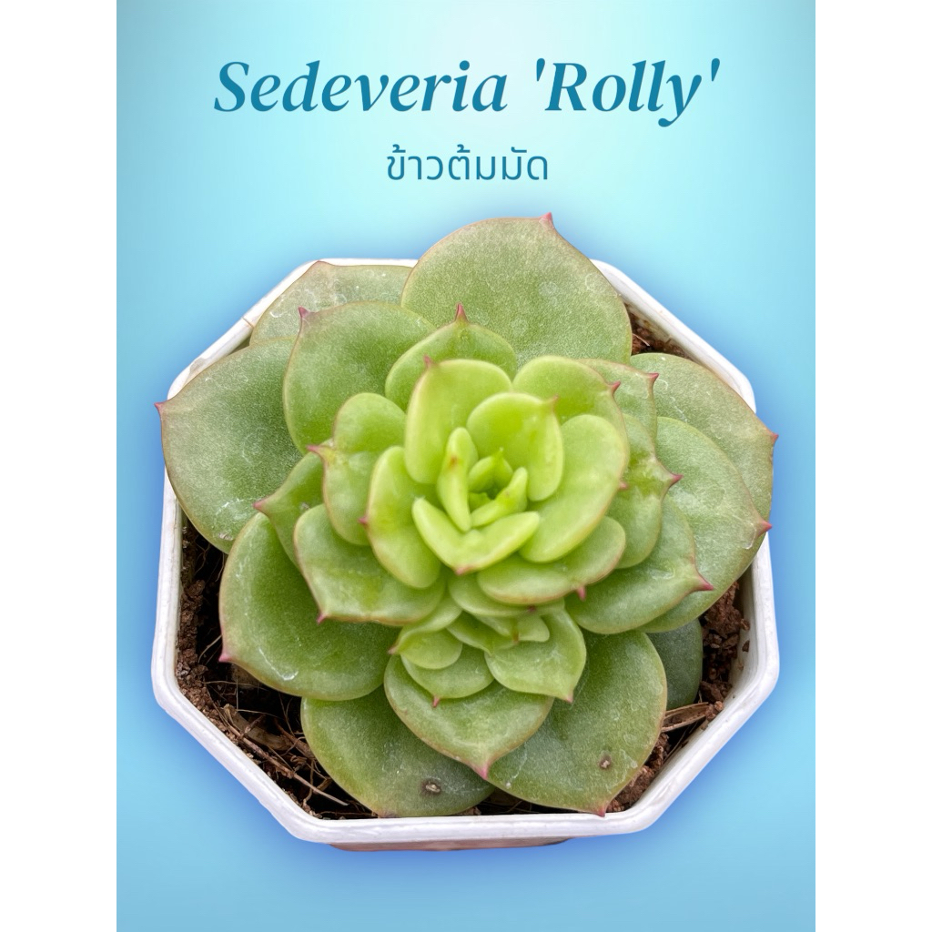 Sedeveria 'Rolly' ข้าวต้มมัด ไม้อวบนำ้ กุหลาบหิน จัดสวนถาด ขนาด 2 นิ้ว