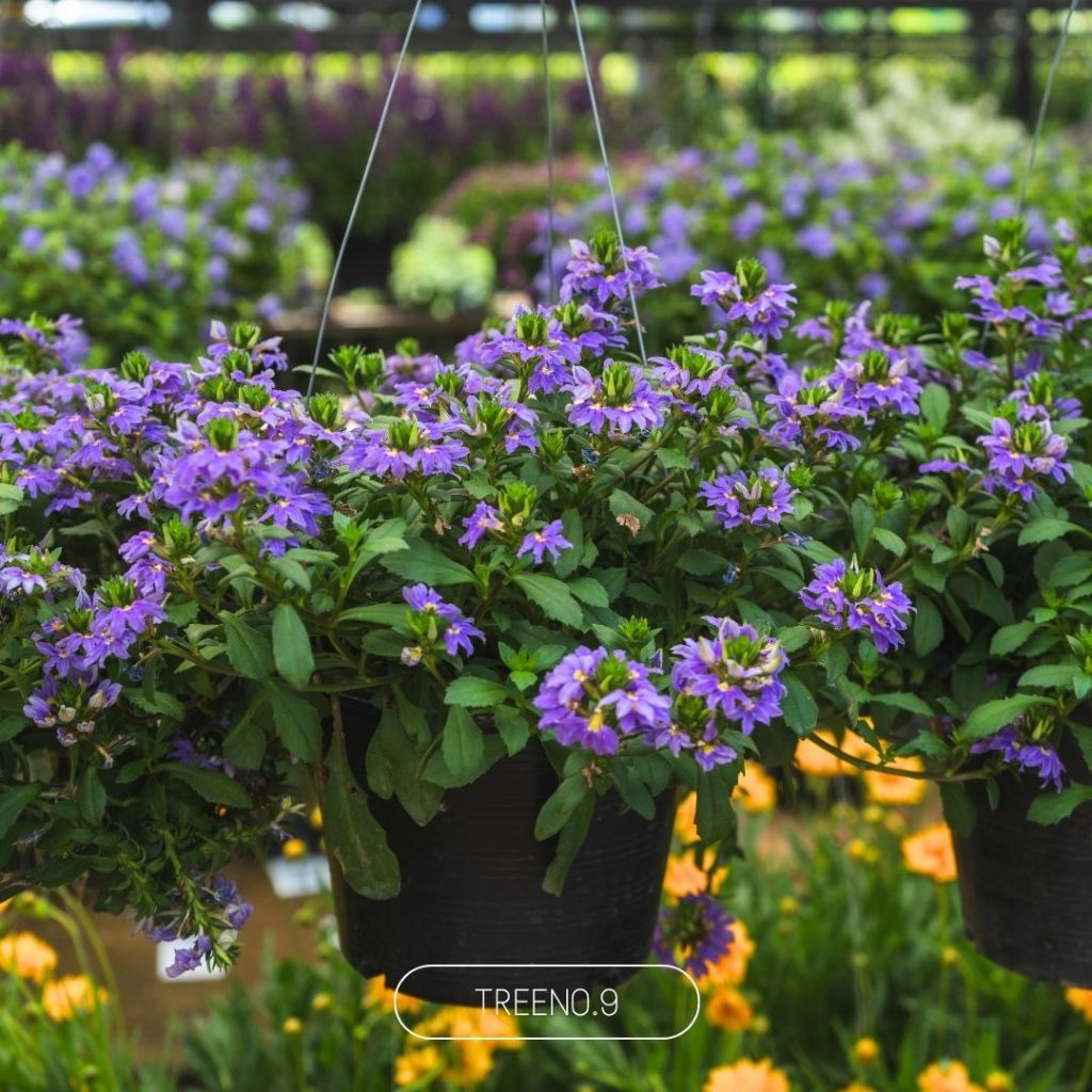 Treeno.9 T454 จันทร์ครึ่งเสี้ยว (Scaevola Fan Flower) กระถาง 8 นิ้ว สูง30-40 ซม ดอกไม้กินได้