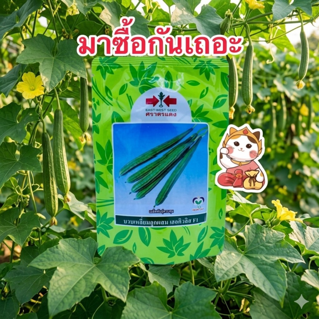 บวบเหลี่ยมเฮอร์คิวลิส F1 ตรา ศรแดง เมล็ดพันธุ์ บวบ ลูกผสม บรรจุ50กรัม/ซอง