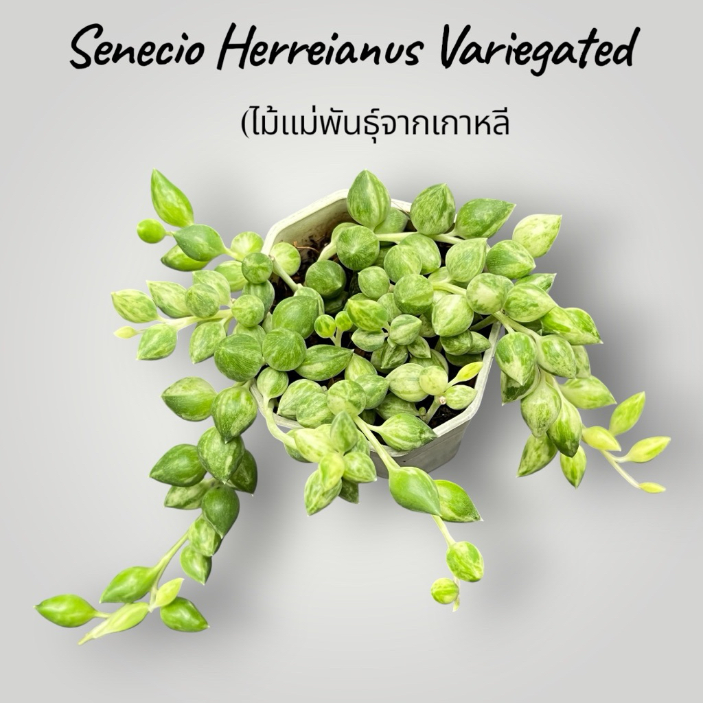 สร้อยไข่มุกรีด่าง Senecio Herreianus variegated (ไม้แม่พันธุ์จากเกาหลี)น่ารักๆ กระถาง 2 นิ้ว