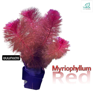 [Min] Myriophyllum Red ขนนกแดง แดงง่าย เลี้ยงบ่อใช้แสงธรรมชาติได้ ใช้ไฟไม้น้ำสีจะแดงสดมากๆ ไม้น้ำnoco2ได้ 5ต้นต่อชุด