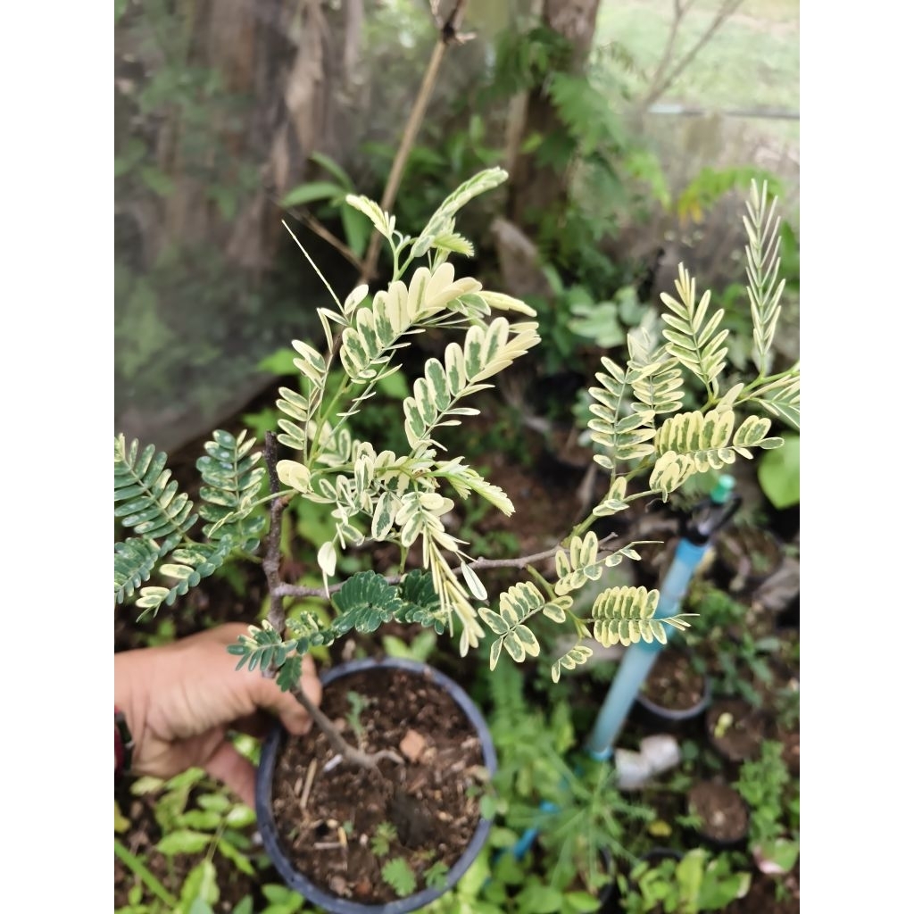 มะขามใบด่างเหลืองสวยด่างชัดเสียบยอดสูงประมาณ40cm(ขอดูต้นจริงก่อนกดสั่งได้เลย)