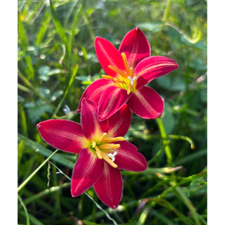 บัวดิน Red fire / Z.Red fire / Zephyranthes/ Rain lilies