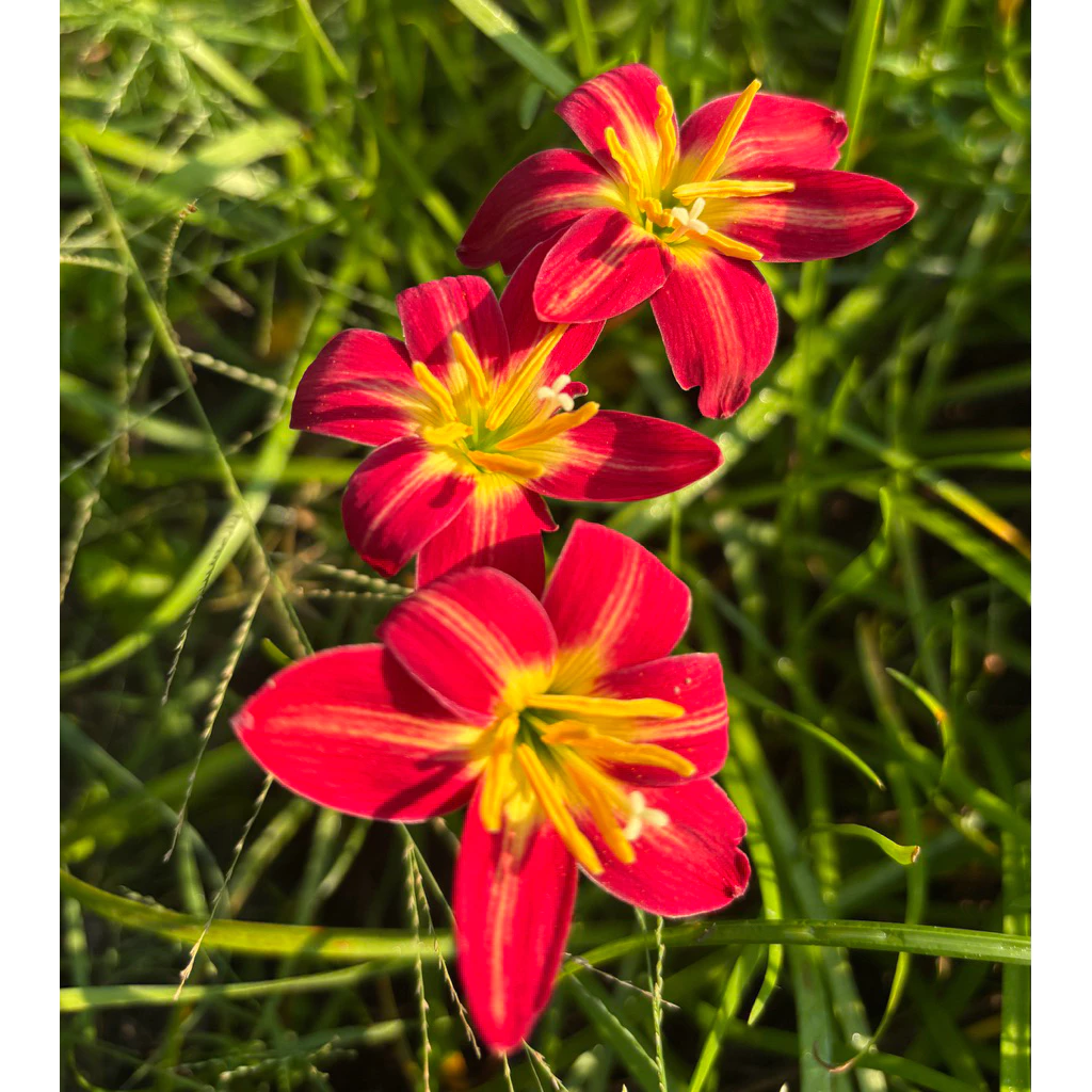 บัวดิน Red fire / Z.Red fire / Zephyranthes/ Rain lilies