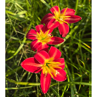 บัวดิน Red fire / Z.Red fire / Zephyranthes/ Rain lilies