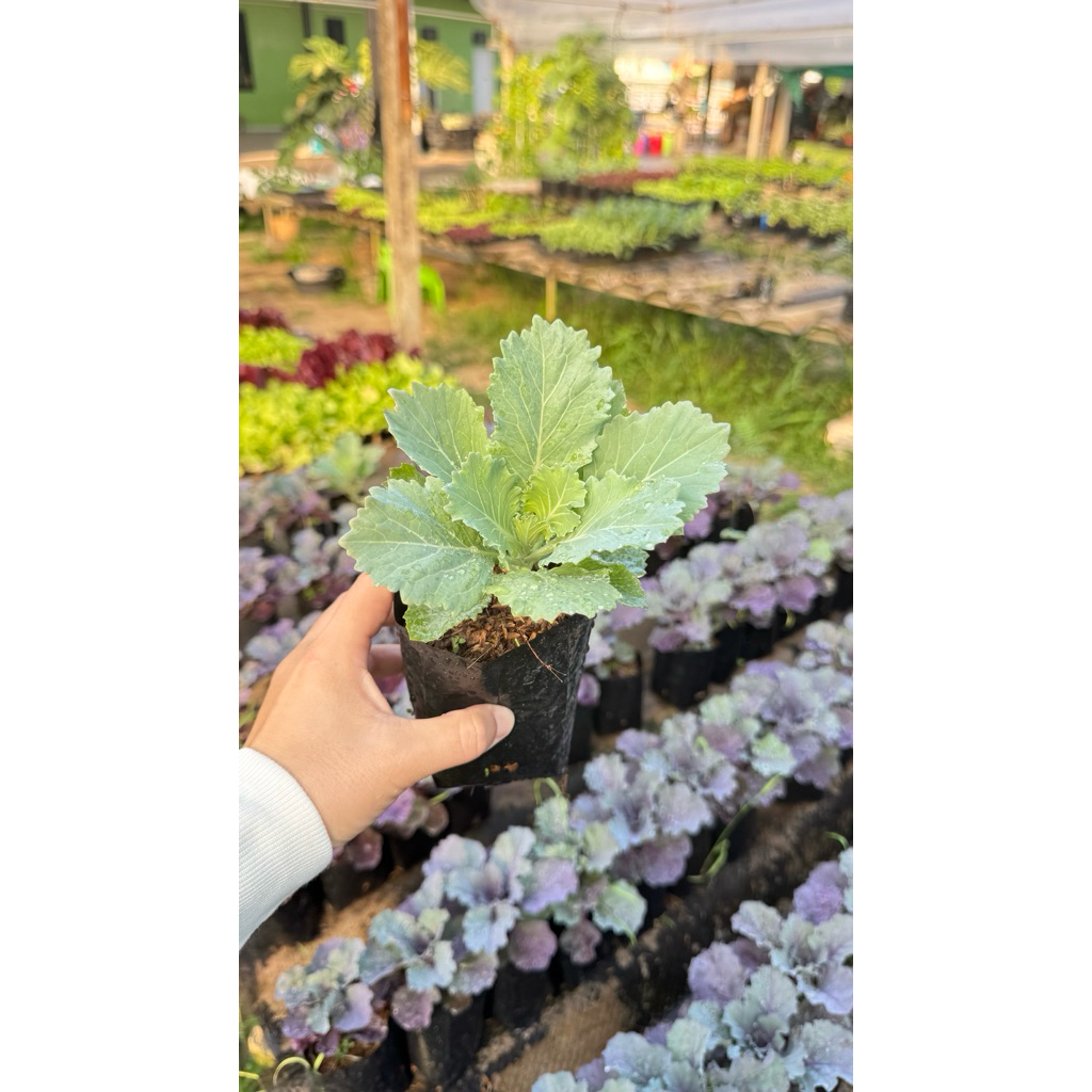 ต้นปูเล่ประดับสีเขียว