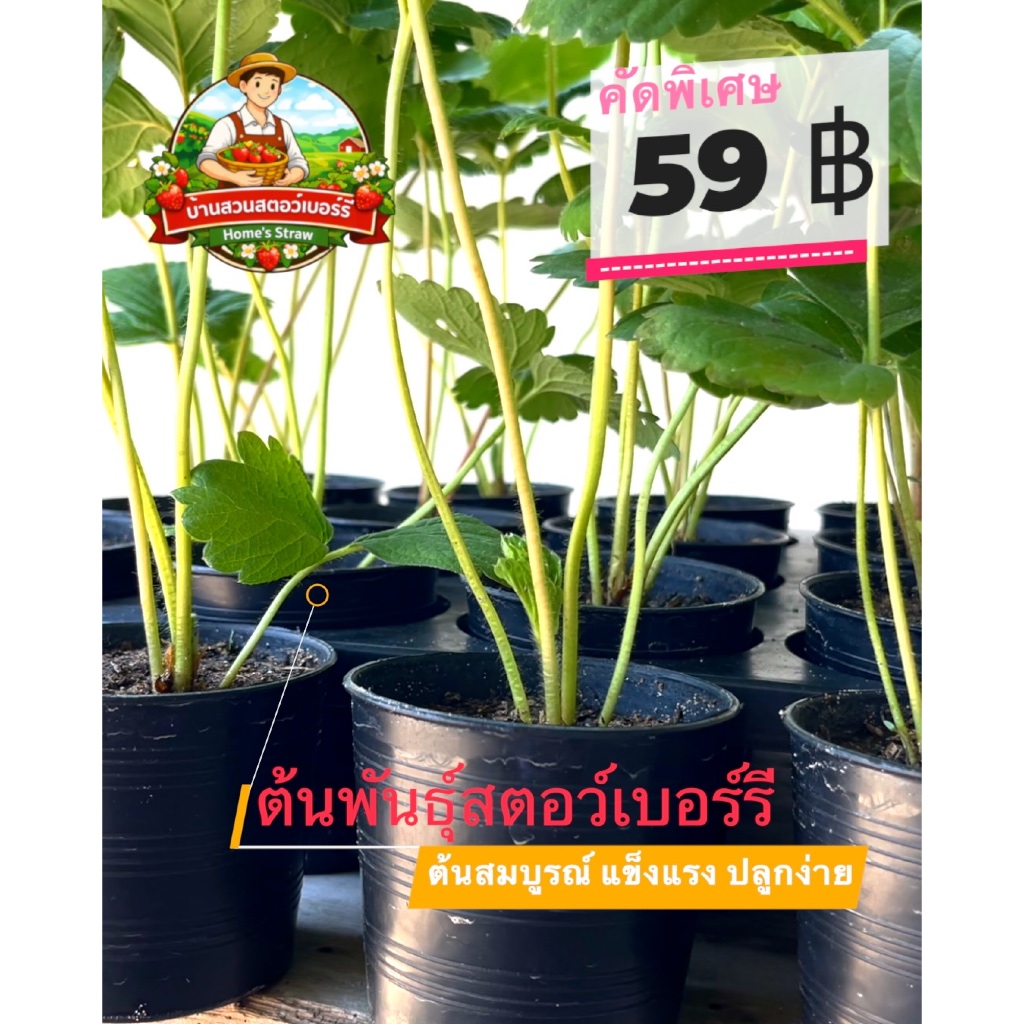ต้นสตอเบอรี่ 🍓พันธุ์อเมริกาจัมโบ้ ในกระถาง 3 นิ้ว คัดพิเศษเฉพาะต้นที่รากเดินสมบูรณ์ ปลูกง่าย ทนร้อน