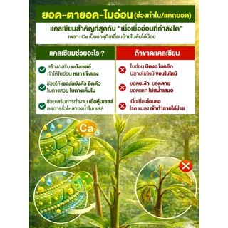 ปุ๋ยเม็ด แคลเซียมคลอไรด์ ขนาด 1 กก. (Ca 27%)ผนังเซลล์พืชแข็งแรง ป้องกันดอกหลุดร่วง ผลแตก
