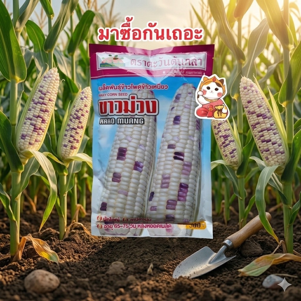 ขาวม่วง ข้าวโพดข้าวเหนียวลูกผสมเปิด(OP) 2สี ขาว-ม่วง (สิ้นอายุ10/70)ตราตะวันต้นกล้า บรรจุ500กรัม/ซอง