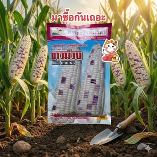 ขาวม่วง ข้าวโพดข้าวเหนียวลูกผสมเปิด(OP) 2สี ขาว-ม่วง (สิ้นอายุ10/70)ตราตะวันต้นกล้า บรรจุ500กรัม/ซอง