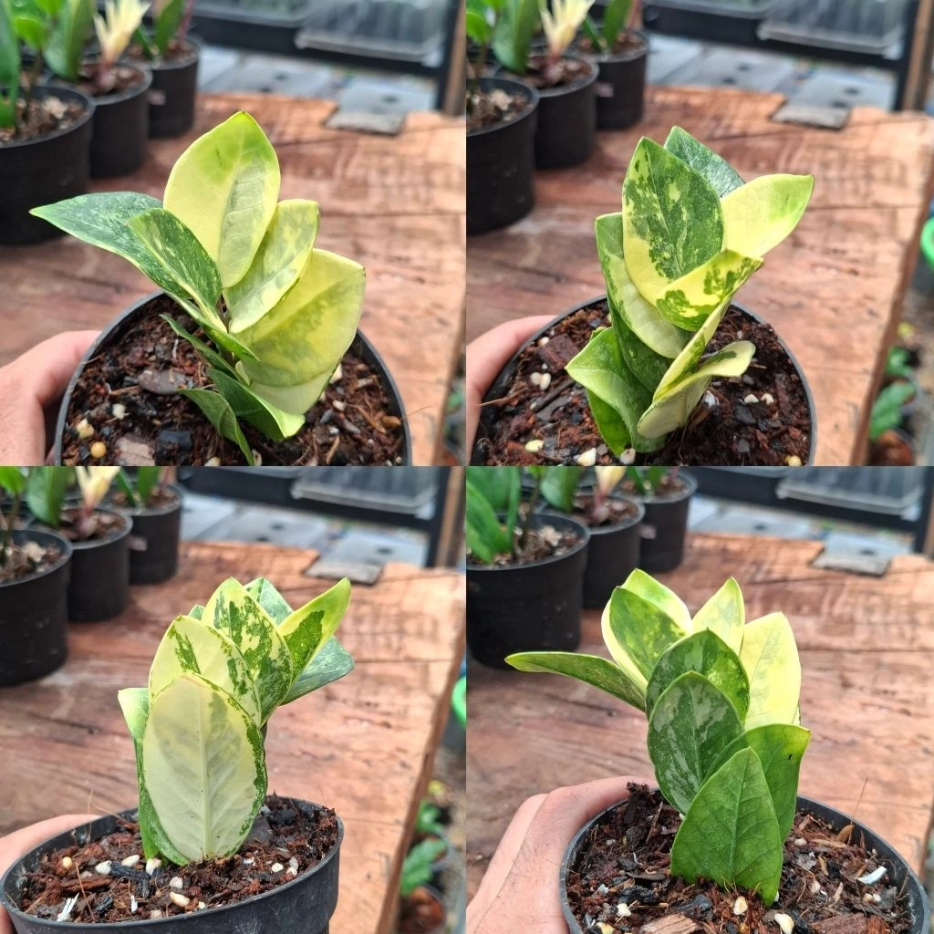 กวักมรกตด่างเหลือง ก้านชำ คัดลายสวยๆ มีหัวมีรากเเล้ว/กระถาง 4 นิ้ว/อัปเดต 11/07/69