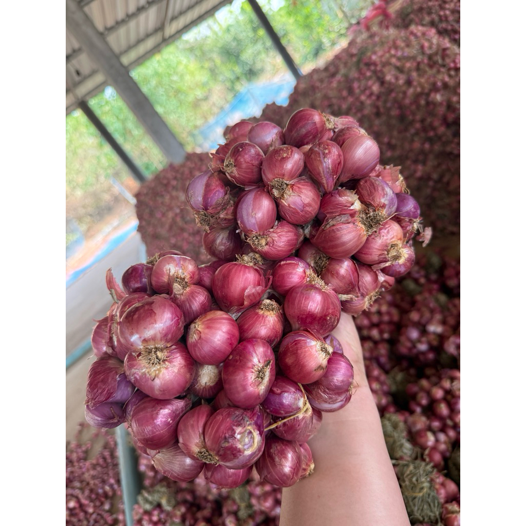 หอมแดงมัดจุก 1กิโลกรัม (จัมโบ้)