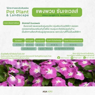 AGA AGRO I แพงพวยต้นตั้ง "ซันเจเวลส์" ดอกดก พุ่มกะทัดรัด-100เมล็ด-Vinca Upright Sun Jewels