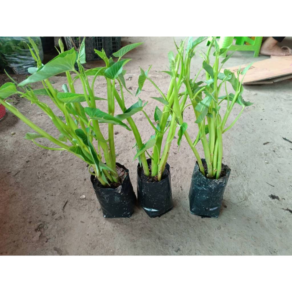 ต้นพันธุ์ ผักบุ้งเมืองสีขาว ผักบุ้งไทยต้นขาว ถุงดำพร้อมปลูก 30บาท ผักบุ้งไทย ต้นขาว ซึ่งเป็นผักบุ้งพื้นบ้าน