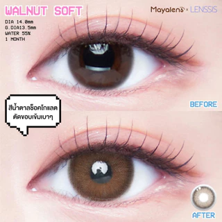 [ของแท้] คอนแทคเลนส์รายวัน Mayalens 1D Walnut Soft Brown วอลนัทซอฟท์ สีน้ำตาลโทนอุ่น แบบสาวซอฟต์เ