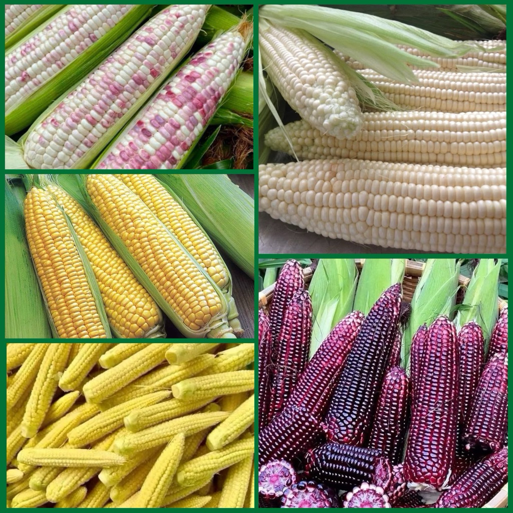 เมล็ดพันธุ์ข้าวโพด🌽เมล็ดใหม่ ปลูกง่าย อัตราความงอกสูง