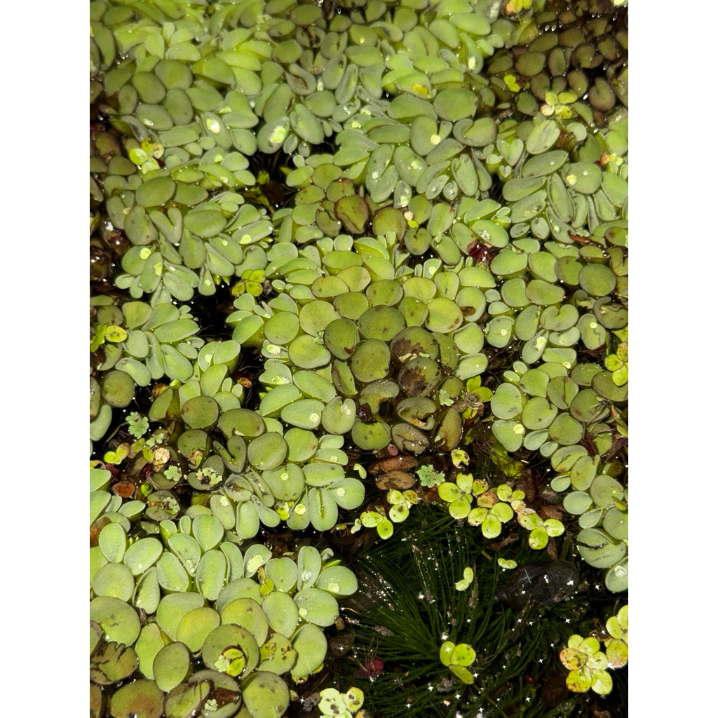 จอกหูหนู (Salvinia cucullata) เป็นเฟิร์นน้ำลอยน้ำ มีลักษณะใบสีเขียวอ่อน ห่อโค้งคล้ายหูหนู มีขนปกคลุม 100กรัม