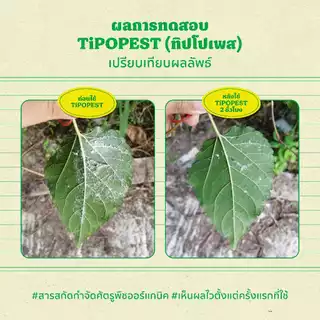 ทิปโปเพสท์ (Tipopest) 500 ml และ 1 L สารสกัดธรรมชาติควบคุมเพลี้ยอ่อน เพลี้ยแป้ง เพลี้ยไฟกุหลาบ มด แมลงหวี่ขาว เอสวี SV