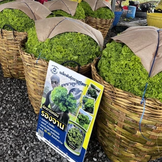 เมล็ดผักกาดหอม รองจาน ตราลูกโลก🌍🥬ขนาด400กรัม