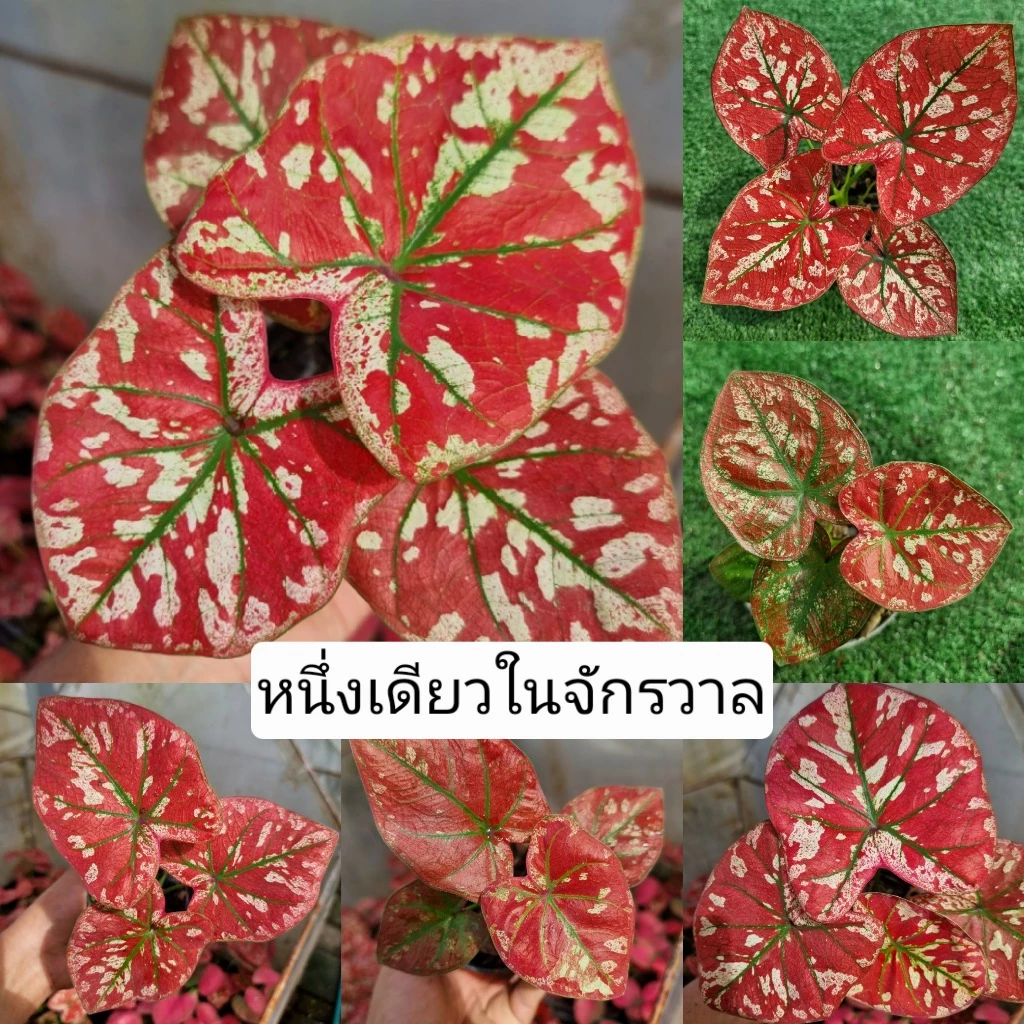บอนสี หนึ่งเดียวในจักรวาล ส่งทั้งกระถาง 4 นิ้ว ขนาดตามรูปที่ 6-8 แชทเลือกต้นได้ค่ะ ไม้ประดับ ไม้ฟอกอากาศ ไม้มงคล